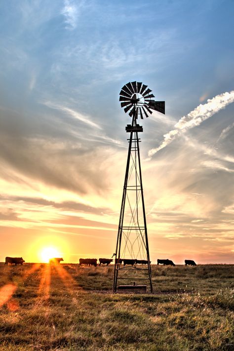 Angus Cows, Windmill Photos, Farm Windmill, Angus Cattle, Windmill Water, Old Windmills, Cow Wall Art, Western Wall Art, Cow Canvas