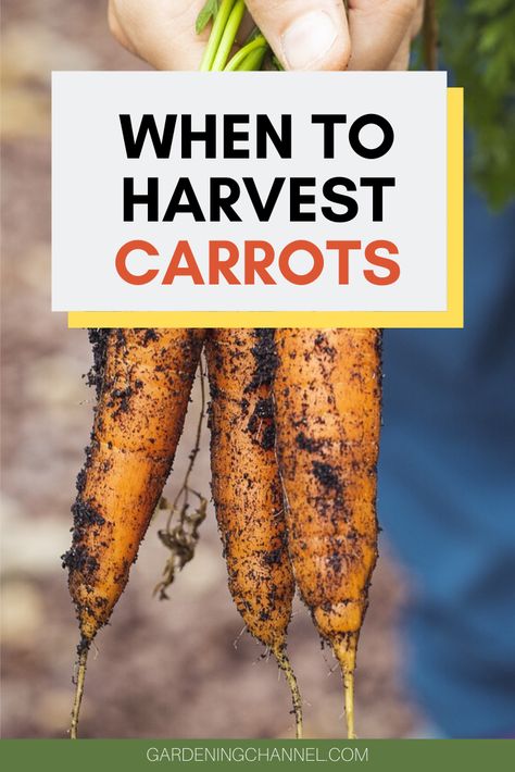 There are different methods for harvesting carrots from the vegetable garden. Learn how to determine when you carrots are ready to be harvested. #gardeningchannel #vegetablegardening #growingcarrots #harvestcarrots #gardening When To Harvest Carrots, Carrot Harvest, Harvesting Carrots, Harvest Storage, Carrot Gardening, Growing Carrots, Root Veggies, Harvest Party, Types Of Vegetables