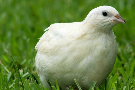 Texas A&M Quail Eggs Pheasant Eggs, Coturnix Quail, Raising Turkeys, Chicken Incubator, Raising Quail, Portable Chicken Coop, Egg Incubator, Duck Eggs, Turkey Meat