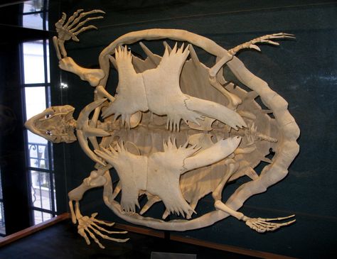 Sea Turtle Skeleton, Turtle Skeleton, Green Sea Turtle, Anatomy For Artists, Green Sea, Sea Turtles, Anatomy Reference, Skull And Bones, South Florida