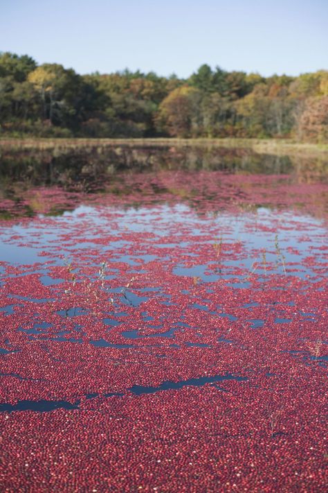 Cranberry Cottage, Cranberry Farm, Salem Trip, Visit Boston, Cranberry Thanksgiving, Cranberry Bog, Ooga Booga, Visiting Boston, Pink Cottage