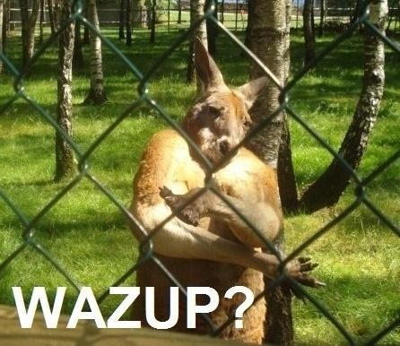 Wazup Kangaroo Boss Picture, Funny Sites, Thug Life, Funny Animal Pictures, Tumblr Funny, Bones Funny, Funny Photos, Funny Images, Make Me Smile