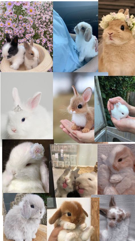 ℝ𝕒𝕓𝕓𝕚𝕥 𝕝𝕠𝕧𝕖𝕣 Pretty Wallpapers Tumblr, Rabbit Lover, Pretty Wallpapers, Baby Animals, Animals