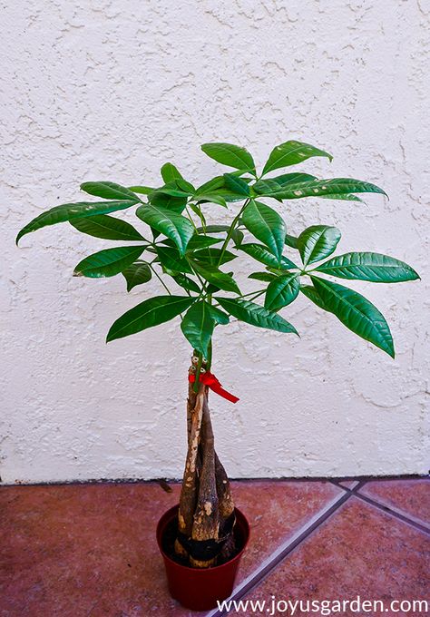 Pruning Money Tree Plant, How To Repot A Money Tree Plant, How To Prune A Money Tree, How To Care For A Money Tree Plant, Repotting A Money Tree, Money Tree Plant Meaning, Money Tree Plant Care, Pachira Money Tree, Money Plants