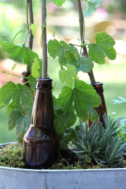 Hops Trellis, Beer Garden Ideas, Clematis Armandii, Hgtv Garden, Hardscape Design, Plants Growing, Bottle Garden, Garden Types, Dry Creek