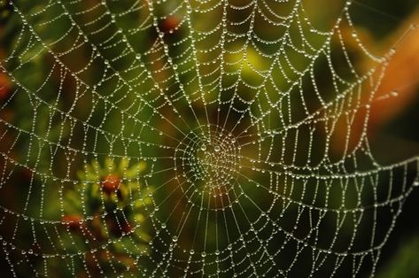 Spiderweb Aesthetic, Dream Interpretation Dictionary, Urban Fantasy Art, Insect Study, Cosmic Web, Solar Logo, Huge Spiders, Types Of Spiders, Feminine Symbols