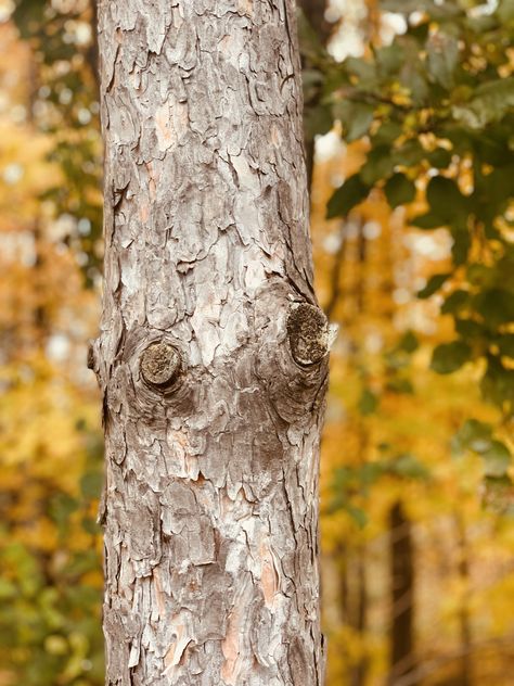 #tree #fall #nature #Wisconsin Tree Background Images, Tree Baground Hd, Trees Background For Editing, Tree Background For Editing, Tree Background, Red Background Images, Photoshop Backgrounds Backdrops, New Photo Style, Green Screen Background Images