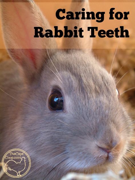 Caring for Rabbit Teeth - The Cape Coop Backyard Rabbits, Farm Rabbits, Homestead Rabbits, Meat Rabbits Breeds, Rabbit Health, Homestead Livestock, Rabbit Teeth, Pig Habitat, Lop Bunnies