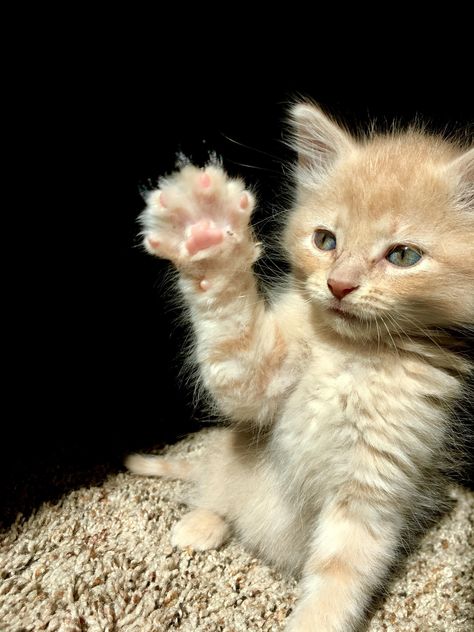 just waving hello! Cat Waving, Waving Cat, Cat Pics, Kittens Cutest, Animal Photography, Pet Adoption, Animal Rescue, Picture Video, Cute Pictures