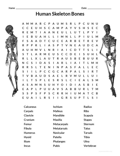 Human Body Word Search, Radiology Tech Week Games, Skeletal System Project, Middle School Worksheets, Bones Of The Body, Body Worksheet, 206 Bones, Human Body Unit Study, Human Body Projects