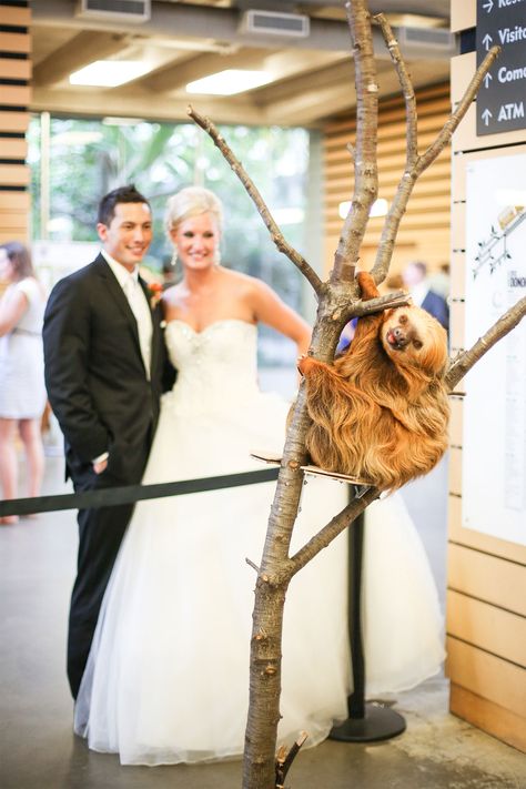 If Your Dream Wedding Includes a Sloth as Guest of Honor, Look No Further than the Como Zoo Animal Photoshoot, Zoo Wedding, Saint Paul Minnesota, A Sloth, Saint Paul Mn, Museum Wedding, Wedding Prices, Charity Event, The Zoo