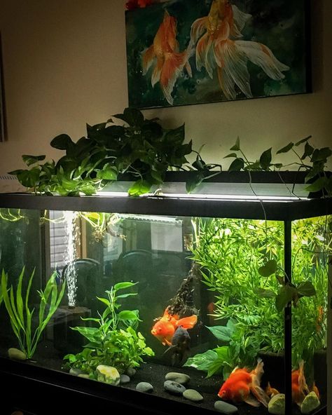 Pretty Goldfish Tank, Natural Goldfish Aquarium, Cute Goldfish Tank, 10 Gallon Goldfish Tank, Dark Academia Fish Tank, Goldfish Planted Tank, Big Fish Tank Ideas, Fancy Goldfish Tank Setup, Apartment Fish Tank