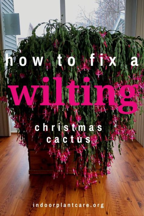 Christmas Cactus plants are one of my favorite, but they can be finicky when it comes to care. One of the common christmas cactus problems is wilting leaves and flowers. If you're christmas cactus is struggling, check out these solutions for wilting as well as a few of my other christmas cactus care tips. Christmas Cactus Flower, Christmas Cactus Care, Christmas Cactus Plant, Easter Cactus, Thanksgiving Cactus, Holiday Cactus, Orchid Cactus, Inside Garden, Cactus Care