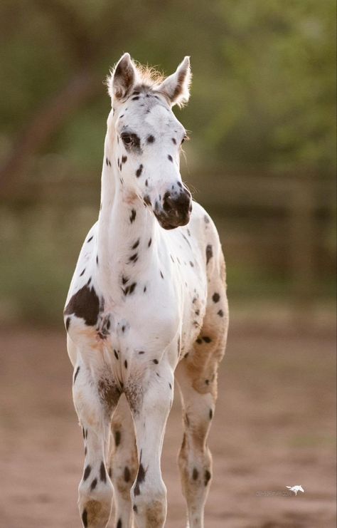 Unusual Horse, Horse Markings, Cute Donkey, Types Of Coats, Horse Inspiration, Appaloosa Horses, Ranch Life, Appaloosa, Horse Coloring