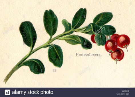 Lingonberry Tattoo, Mood Board, Photo Image, Vector Illustration, High Resolution, Stock Images, Resolution, Stock Photos, Illustrations