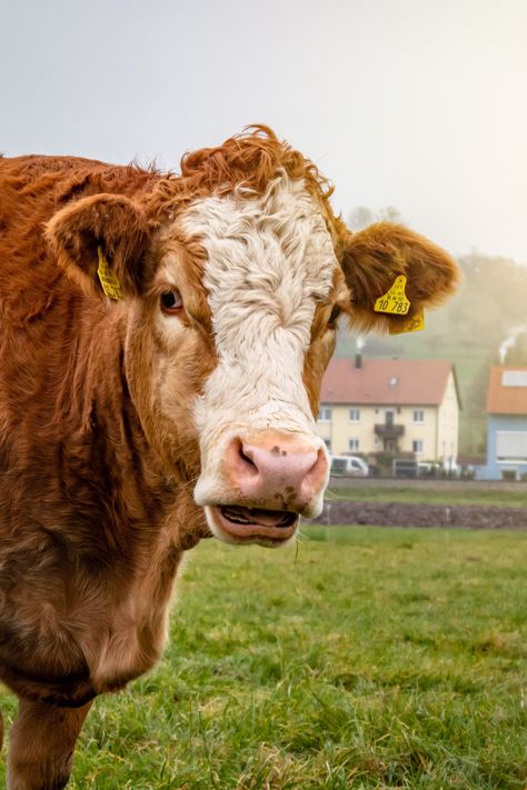 Discover the beauty of the brown and white cow Known for its gentle nature and graceful movements, this magnificent creature captivates hearts wherever it goes. Admire its unique markings and delve into the fascinating world of a cow's daily routine, from grazing peacefully in vast meadows to providing nourishing milk. Get ready to fall in love with the charm and elegance of the brown and white cow! 🐮💕 #cow #brownandwhite #gentle #graceful #animallovers Simmental Cattle, Brown And White Cow, White Cow, Cute Cows, Farm Life, Daily Routine, Dairy, Cow, In Love