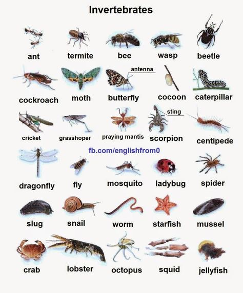 English For Beginners: Invertebrates Invertebrates Animals, Animals Name In English, English For Beginners, Esl Vocabulary, Learning English For Kids, English Vocab, English Worksheets For Kids, English Idioms, English Language Teaching