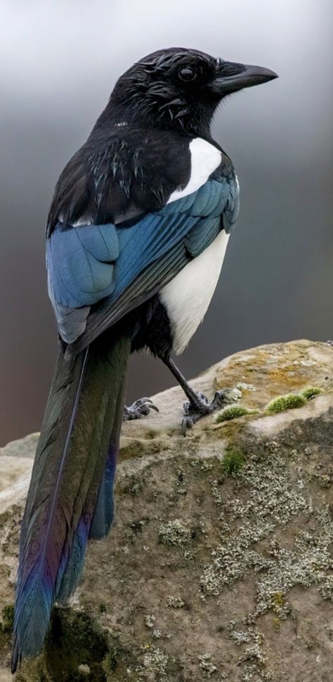 Magpies Bird, Magpie Photo, Magpie Aesthetic, Magpie Drawing, Black Billed Magpie, Magpie Photography, Magpie Painting, Cool Birds, Magpie Tattoo