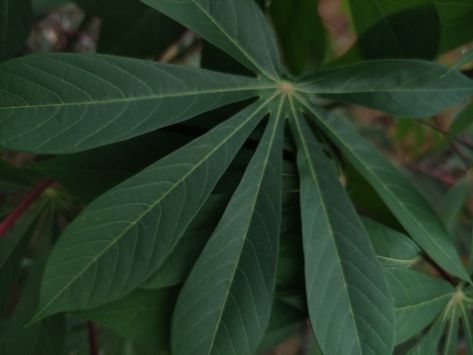 The cassava Leave in my garden My Garden, Leave In