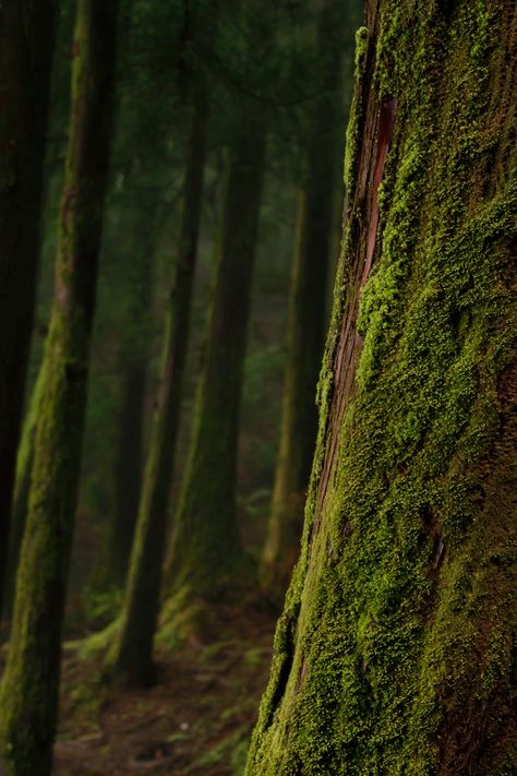 moss on trees in shallow focus photography photo – Free Image on Unsplash Hd Dark Wallpapers, Island Pictures, 광고 디자인, Forest Photos, The Stranger, Tree Images, Focus Photography, Awesome Pictures, Forest Pictures