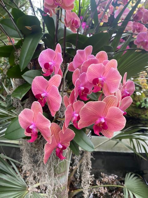 Hot Pink Orchid, Orchid Show, Pink Orchids, Mid Century Decor, Orchid Flower, Botanical Garden, Pretty Flowers, Botanical Gardens, Orchids