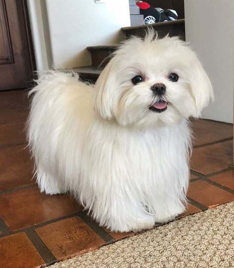 Very pretty Maltese