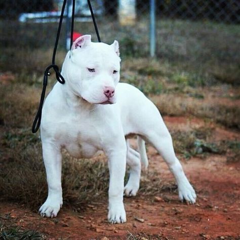 white cropped ear pit White Pitbull, Pit Bull Puppies, Bully Breeds Dogs, Pitt Bull, American Pitbull, Bully Dog, Pitbull Puppies, Bull Terrier Dog, Bully Breeds