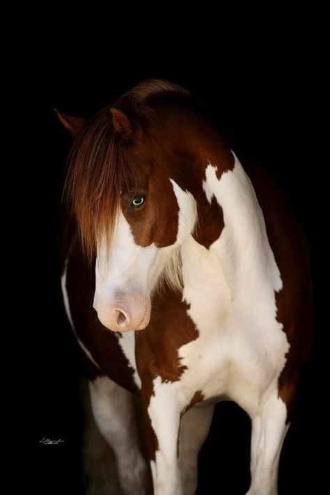 Summer At Home, Horse Markings, American Paint Horse, Cute Horse Pictures, Beautiful Horse Pictures, Horse Wallpaper, Hilarious Photos, Horse Aesthetic, Most Beautiful Horses