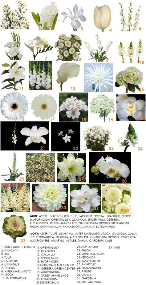 The Final Piece In Our Series On Color – White | Modern Petals Blog Flower Chart, Flower Guide, Cymbidium Orchids, Wedding Flowers Summer, Moon Garden, Wax Flowers, White Garden, Flower Names, White Wedding Flowers