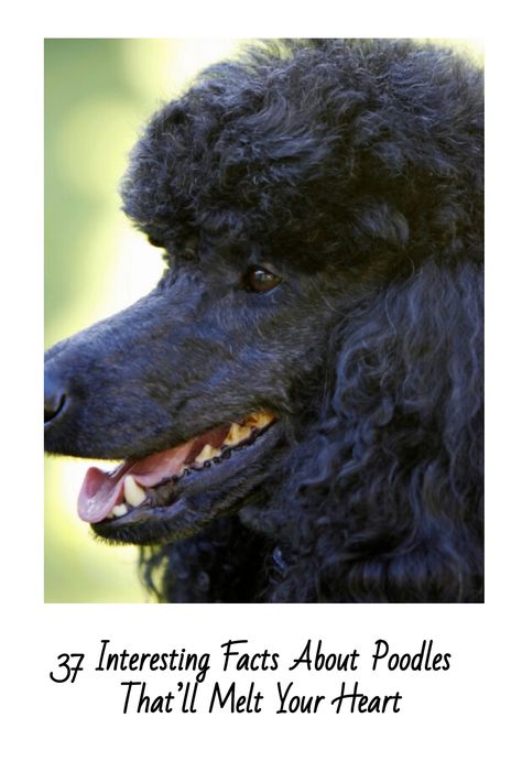 Black Toy Poodle Haircut Styles, Toy Poodle Haircut Styles, Poodle Breeds, Black Toy Poodle, Black Standard Poodle, Puppy Facts, Poodle Hair, Poodle Mix Dogs, Poodle Cuts