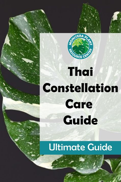 Thai Constellation Monstera is the next unicorn rare plant you will want in your houseplant collection. Discover how to buy a thai constellation monstera and how best to care for it when it arrives. Monstera Thai Constellation Care, Thai Constellation Monstera, Monstera Plant Care, Houseplant Collection, Monstera Thai Constellation, Monstera Plants, Thai Constellation, Plants Care, Lucky Plant