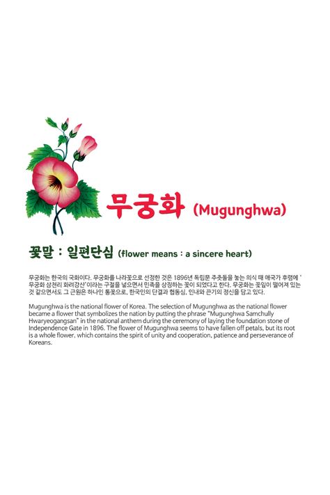 Mugunghwa is the national flower of Korea. The selection of Mugunghwa as the national flower became a flower that symbolizes the nation by putting the phrase “Mugunghwa Samchully Hwaryeogangsan” in the national anthem during the ceremony of laying the foundation stone of Independence Gate in 1896. flower means : a sincere heart Mugunghwa Flower, Korean National Flower, National Flower Of Philippines, Kuju Flower Park, Korean Festival, Namaqualand Flowers, Padauk Flower Illustration, Korean Alphabet, National Flower