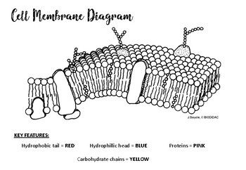 Cell Membrane Drawing, Cell Membrane Diagram, Cell Membrane Structure, Anatomy Coloring, Anatomy Coloring Book, Membrane Structure, Plasma Membrane, Biology Art, Cell Membrane