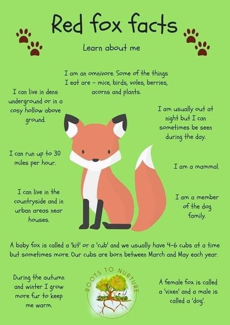 Fox Facts For Kids, Fox Habitat, Nature Curriculum, Fox Facts, Boys Crafts, Forest Animals Theme, Fox Spirit, Magic School Bus, Nocturnal Animals