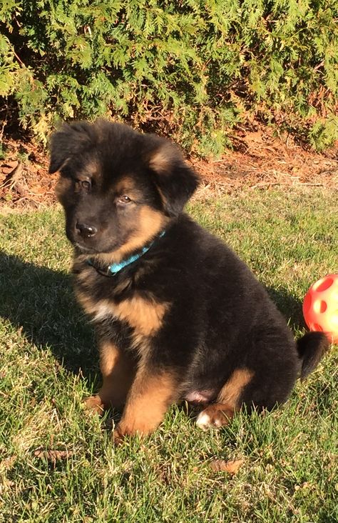 Puppy Mom...  Alaskan Malamute German Shepherd mix Akita German Shepherd Mix Puppies, Alaskan Malamute German Shepherd, Austrian Shepherd, Alaskan Shepherd, German Shepherd Mix Puppies, Shepherd Mix Puppies, Puppy Mom, German Shepherd Mix, Birthday Idea