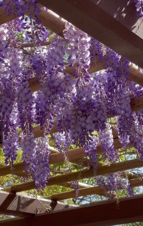 Green And Lavender Aesthetic, Aesthetic Man, Fav Flower, Green And Lavender, Other Ways To Say, Lavender Aesthetic, Different Aesthetics, Pretty Purple, Tuxedo For Men