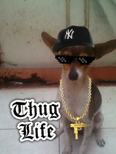 Dog thug life 😎😎😎 Life Memes, Thug Life, Memes, Dogs, Quick Saves, Black