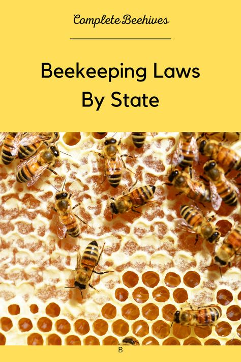 How To Start Beekeeping, Honey Bee Farming, Bee Keeping Hives, Honey Bee Facts, Honey Bees Keeping, Bee Conservation, Urban Beekeeping, Bee Hive Plans, Beekeeping For Beginners