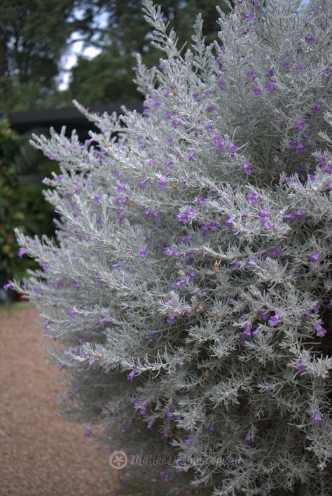 Native Australian Garden, Emu Bush, Australian Garden Design, Bush Garden, Australian Native Garden, Australian Native Flowers, Potager Garden, Dry Garden, Australian Plants