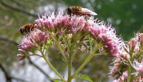 Information on the Medicinal Herb Hemp Agrimony (Eupatorium cannabinum) and Its Health Benefits, Side Effects and Uses in Herbal Medicine Hemp Agrimony, Medicinal Herb, Plant Images, Oil Benefits, Flower Oil, Herbal Supplements, Planting Herbs, Medicinal Herbs, Edible Flowers