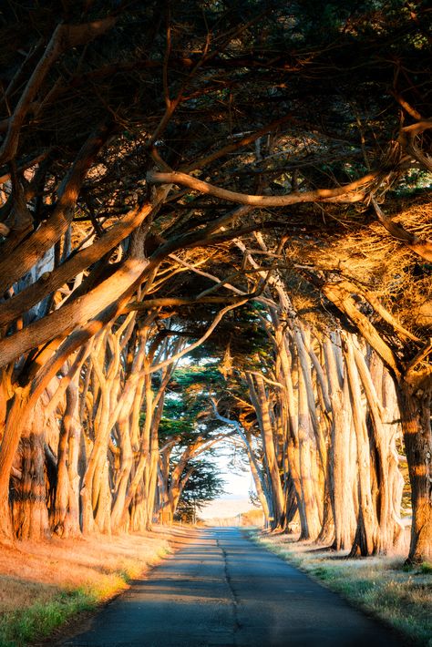 Cypress Tree Tunnel, Tree Tunnel, Mother Images, Outdoor Pictures, Cypress Trees, Mother Nature, California, Nature