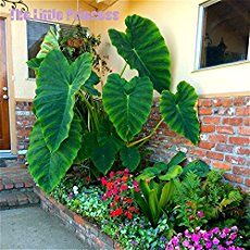 Growing Elephant Ears Plant - Colocasia delivers a bold tropical look to any landscape setting, excellent as potted specimens on patios [LEARN MORE] Tropical Garden Plants, Taro Plant, Perennial Flower, Tropical Garden Design, Elephant Ear Plant, Bonsai Plants, Garden Containers, Elephant Ears, Plants And Flowers