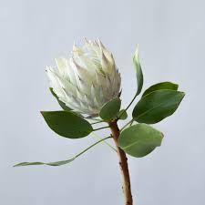 Waratah Flower, South African Flowers, Flowers Farm, Protea Bouquet, King Protea, Romantic Background, African Flowers, White King, Pink Vase