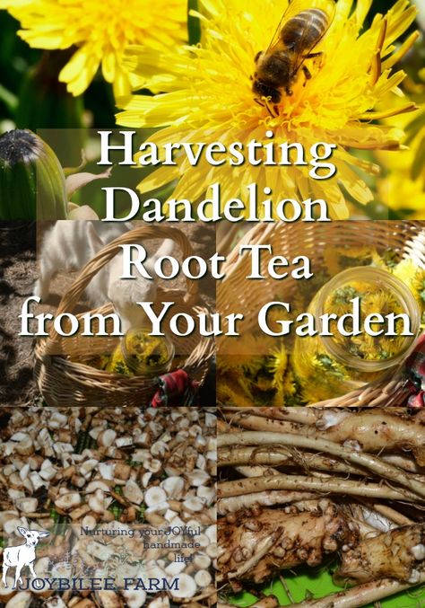 Harvest Dandelion, Harvesting Dandelion, Liver Tonic, Dandelion Root Tea, Farm Diy, Dandelion Tea, Dandelion Root, Dandelion Recipes, Wild Edibles