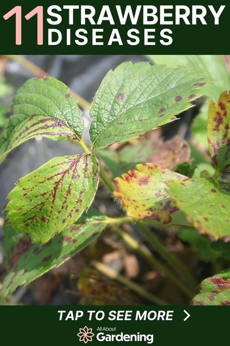 Garden Strawberries, Straw Mulch, Common Diseases, Fruit Bearing Trees, Strawberry Plant, Strawberry Leaves, Strawberry Garden, Strawberry Patch, Powdery Mildew