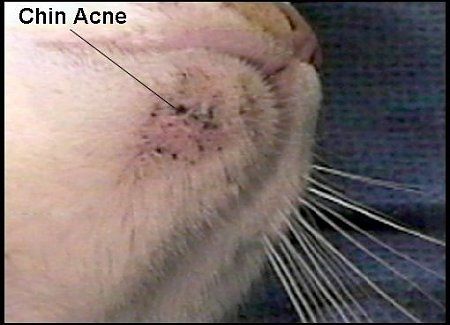 feline medical conditions | Page 2 | TheCatSite Feline Acne, Cat Acne, Chin Acne, Therapy Cat, Acne Free Skin, Vet Med, Acne Free, Cat Behavior, Anti Acne