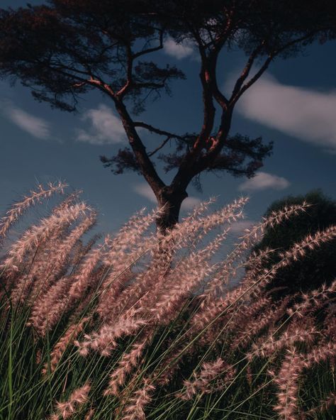 Letizia Le Fur photographer on Instagram: “Wild is the wind. . #before #storm #wind #wild #weeds #countryside #landscape #neverending #summer #nature #contemplation #photooftheday…” Wild Is The Wind, Dark Summer, Embracing Change, Saint Denis, French Photographers, + Core + Aesthetic, Nature Images, Belle Photo, The Wind