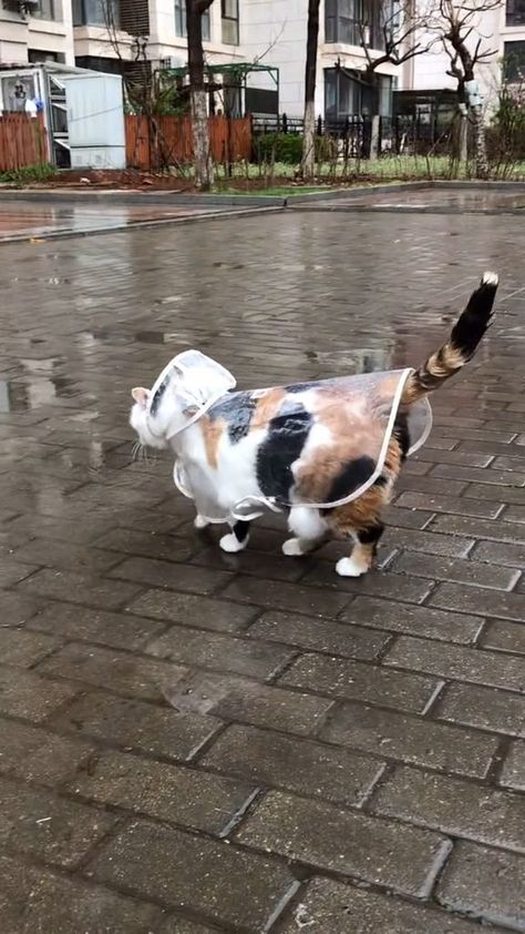 Cat Aesthetic, Silly Cats, Cute Creatures, Pretty Cats, Cute Little Animals, In The Rain, 귀여운 동물, Baby Cats