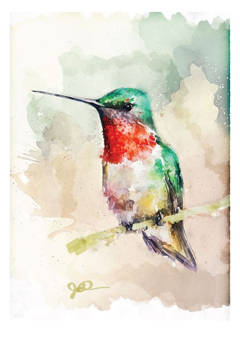 Hummingbird Watercolor Print Bird Ruby Throated Hummingbird - Etsy Hummingbirds Art, Hummingbird Watercolor Painting, Watercolour Birds, Birds Drawing, Hummingbird Watercolor, Birds Watercolor, Bird Watcher Gifts, Watercolor Hummingbird, Hummingbird Painting