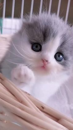 Cutest Kittens Ever, Baby Animal Videos, Video Baby, 강아지 그림, Cute Kitten Gif, Baby Cat, Haiwan Peliharaan